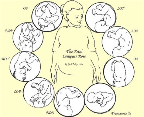 Belly Mapping How To Tell Babys Position In The Womb Spinning