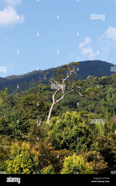 Landscape Of Rainforest In Masoala National Park Woodland With