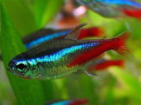 Amazing Fresh Water Fish Neon Tetra
