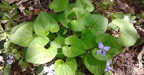 Spring Park Foraging In Middle Tennessee Wild Food Pinterest