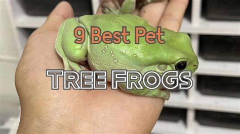 Top 9 Best Pet Tree Frogs For Beginners - The Pet Enthusiast