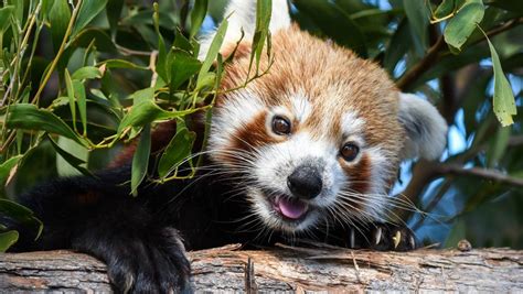 Tasmania Zoos New Red Panda Tenzing Set To Steal Hearts The Examiner