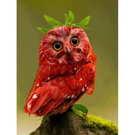 Red Owl 5d Diamond Painting Five