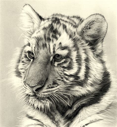 Tiger Cub Drawing At Getdrawings Free Download