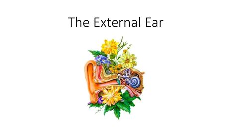 Ppt The External Ear Powerpoint Presentation Free Download Id8815531