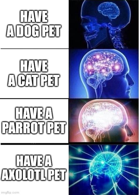 Having Pets Imgflip