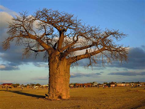 The African Baobab Is An Important Part Of Africas Cultural Economic