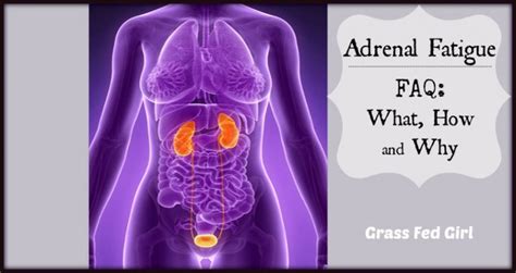 Adrenal Fatigue Faq What How And Why Grass Fed Girl