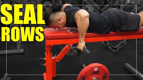 Exercise Index Seal Rows Youtube