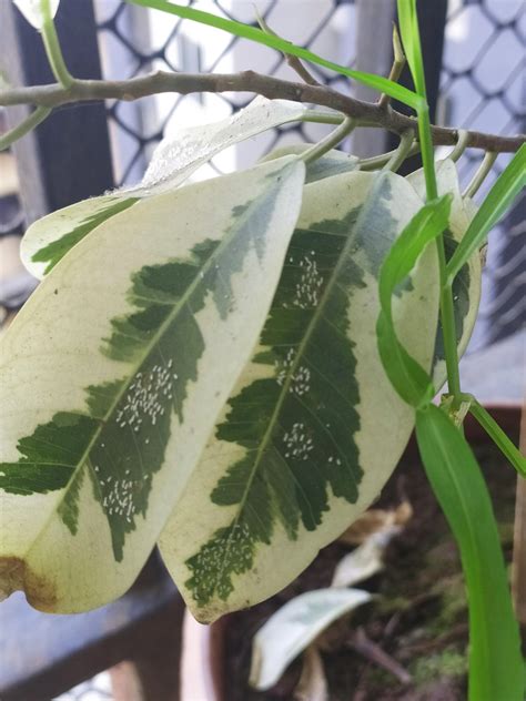 What Are The White Dots On This Ficus Plant I Did See Some Results For