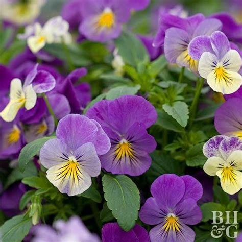 Pansy Pansies Flowers Flowers Perennials Perennial Plants Yellow