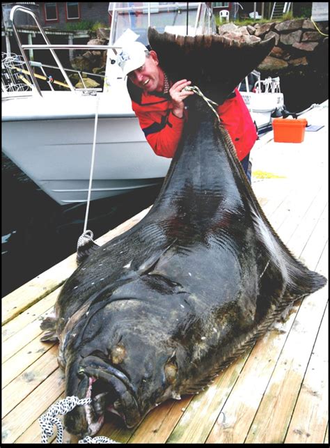 The Worlds Largest Halibut Caught On A Fishing Rod 540 Lbs