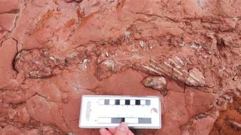 Pei Teacher Discovers 300 Million Year Old Fossil During Walk On The