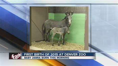 Baby Zebra First Denver Zoo Arrival Of 2015 Youtube