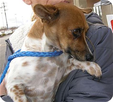 We do not adopt dogs to be used as guard dogs or yard dogs. Las Vegas, NV - Rat Terrier. Meet Chiquita a Pet for Adoption.