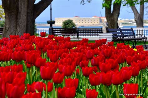 Севастополь утонувший в цветах « FotoRelax | Цветы, Тюльпаны