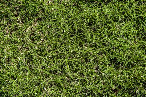 Overseeding With Bermuda Grass How To Overseed With Bermudagrass