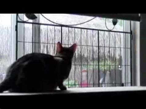 You may need to protect your screens from scratches, or. Cat Window Screen Protection Quick Fix Solution - YouTube