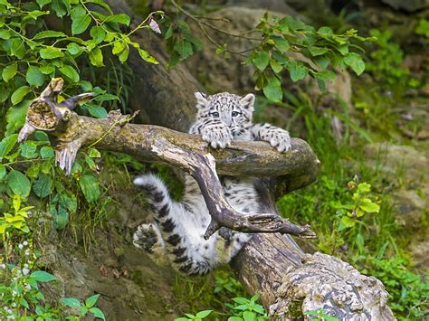 White Tiger Cub Branch Irbis Snow Leopard Cub Hd Wallpaper