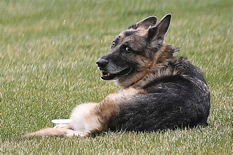 Nie żyje Pierwszy Pies Ameryki Nie żyje Champ Owczarek Niemiecki
