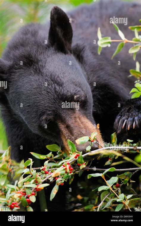 Wild Black Bear Feeding On Berries Banff National Park Alberta Canada