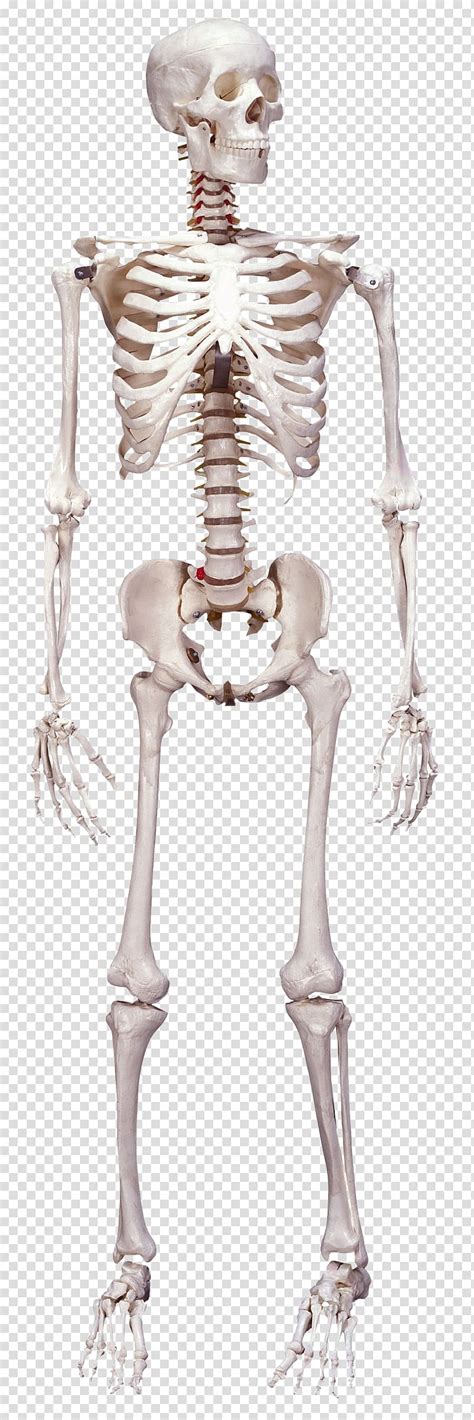 Human Skeleton Human Body Bone Anatomy Skeleton Transparent Background