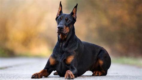 Doberman Pinscher Price Temperament Life Span