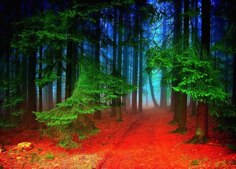 7 Magical Photos That Will Make You Want To Visit The Black Forest In