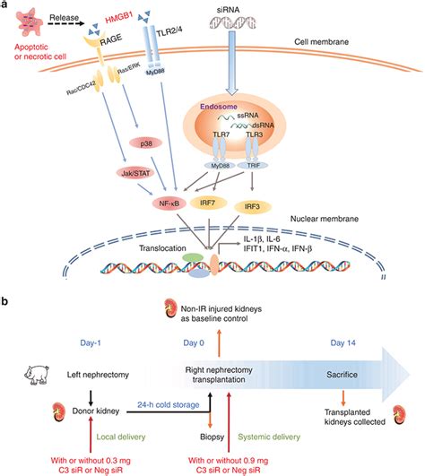 The Schematic Pictures Demonstrate The Toll Like Receptor Tlr