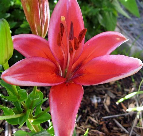 Red Electric Asiatic Lily 3 Bulbs Very Fragrant 1416 Cm Hirts