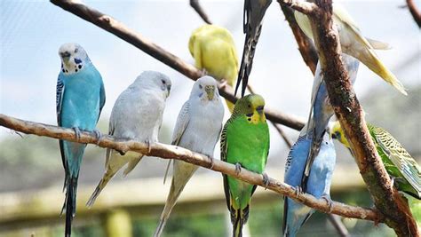 Muhabbet Kuşlarının Çıkardığı Ötüş Sesleri Ve Anlamları Webtekno