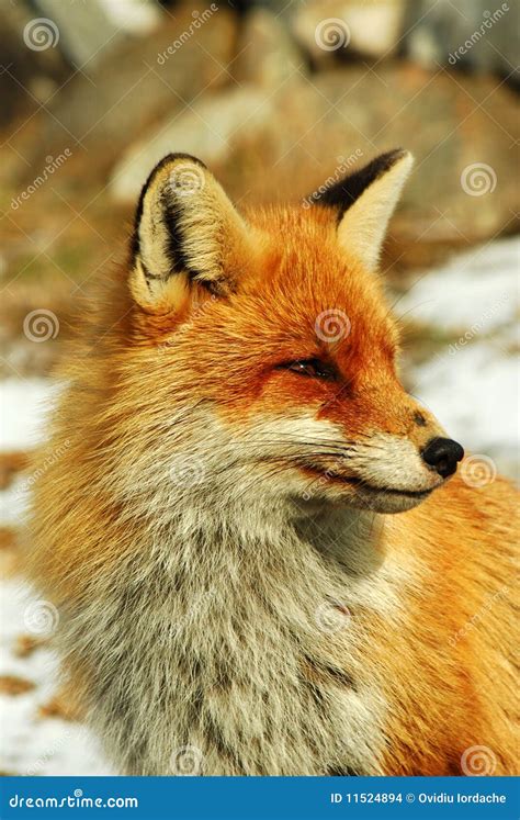 Wild Red Fox Stock Photo Image Of Carnivorous Wily 11524894