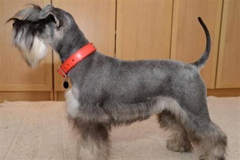 Cute Schnauzer Haircut Ideas All The Different Types And Styles Schnauzer Cut Minature