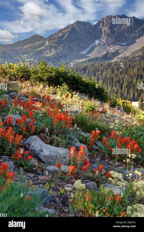 Beginning Of Wildflower Season In Albion Basin Above Alta Utah In