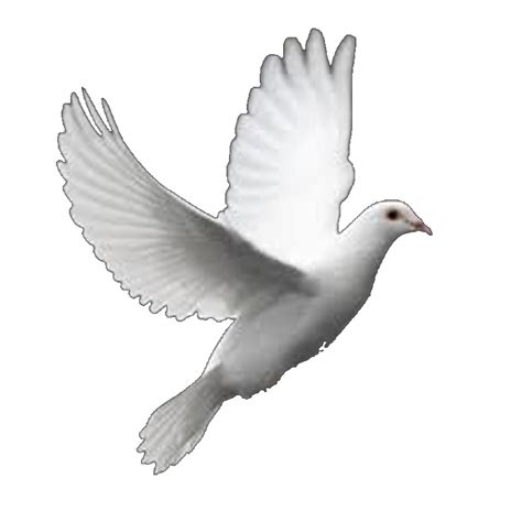 Columbidae Bird Perfect Flight White Dove Releases Clip Art Bird Png