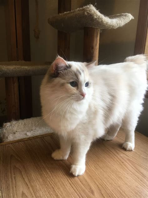 Located in the greater toronto area ontario, canada we service all of ontario to provide home raised please complete the adoption form below if you are interested in adopting. Adopt Glacia on Petfinder | Ragdoll cats for adoption, Cat ...