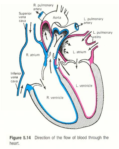 Human Heart Diagram Simple