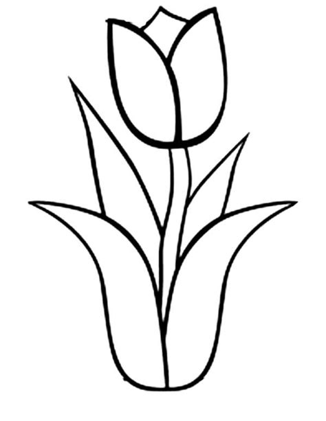 Tulip Outline Coloring Pages