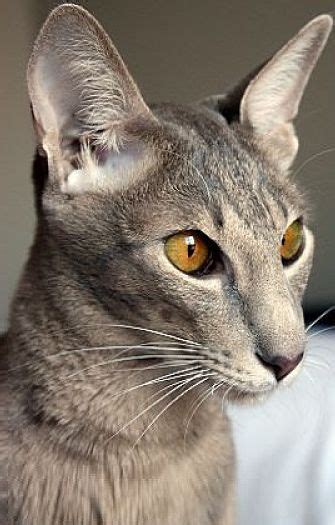 The Oriental Shorthair Cat Cat Breeds Encyclopedia