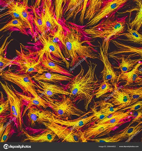 Microscope Labeled Skin Cells Micropedia