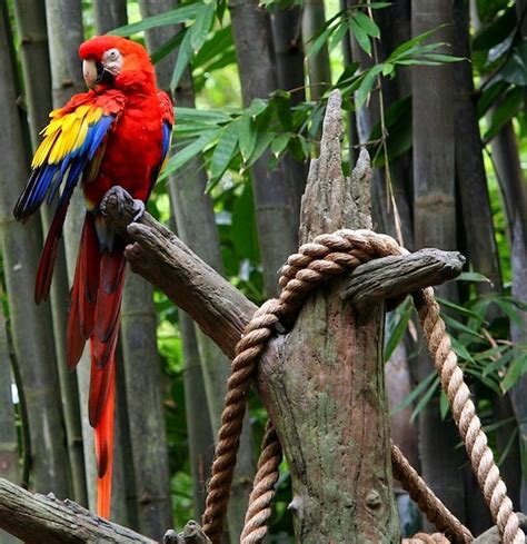 Free Photo Macaw Tropical Feathers Bird Parrot Brilliant