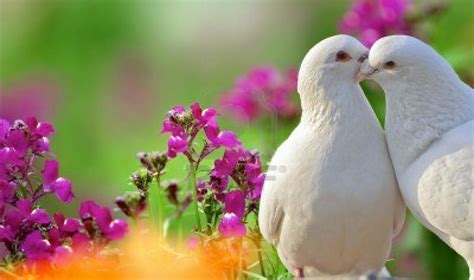 Two Loving White Doves And Beautiful Purple Flowers White Doves Dove