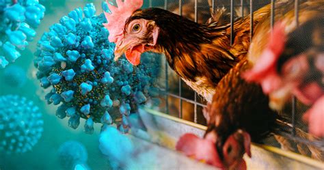 Avian Influenza H5n1 What You Should Know About The Current Us Outbreak Promega Connections