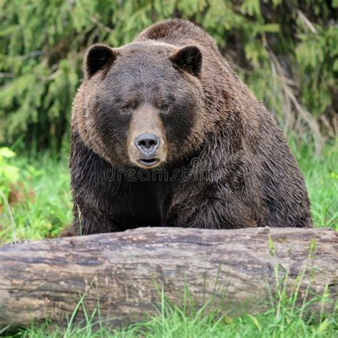 Grizzly Bear In Forest Royalty Free Stock Photography Ursus Stock