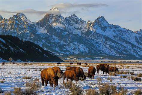 Teton Bison Photograph By Steve Hinch