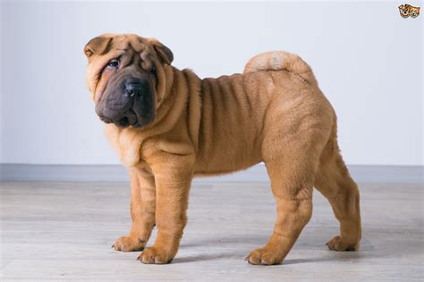Shar Pei Dog Breed Facts Highlights And Buying Advice Pets4homes