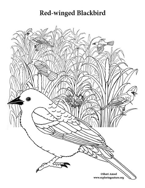 Blackbird Coloring Page Coloring Pages