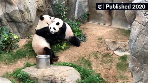Finally Some Privacy After 10 Years Giant Pandas Mate In Shuttered