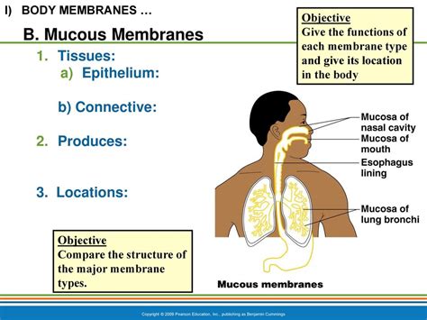Skin And Body Membranes Ppt Download