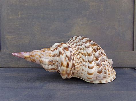 Caribbean Triton Sea Shell Large Sea Shell 11 Inches Long Etsy